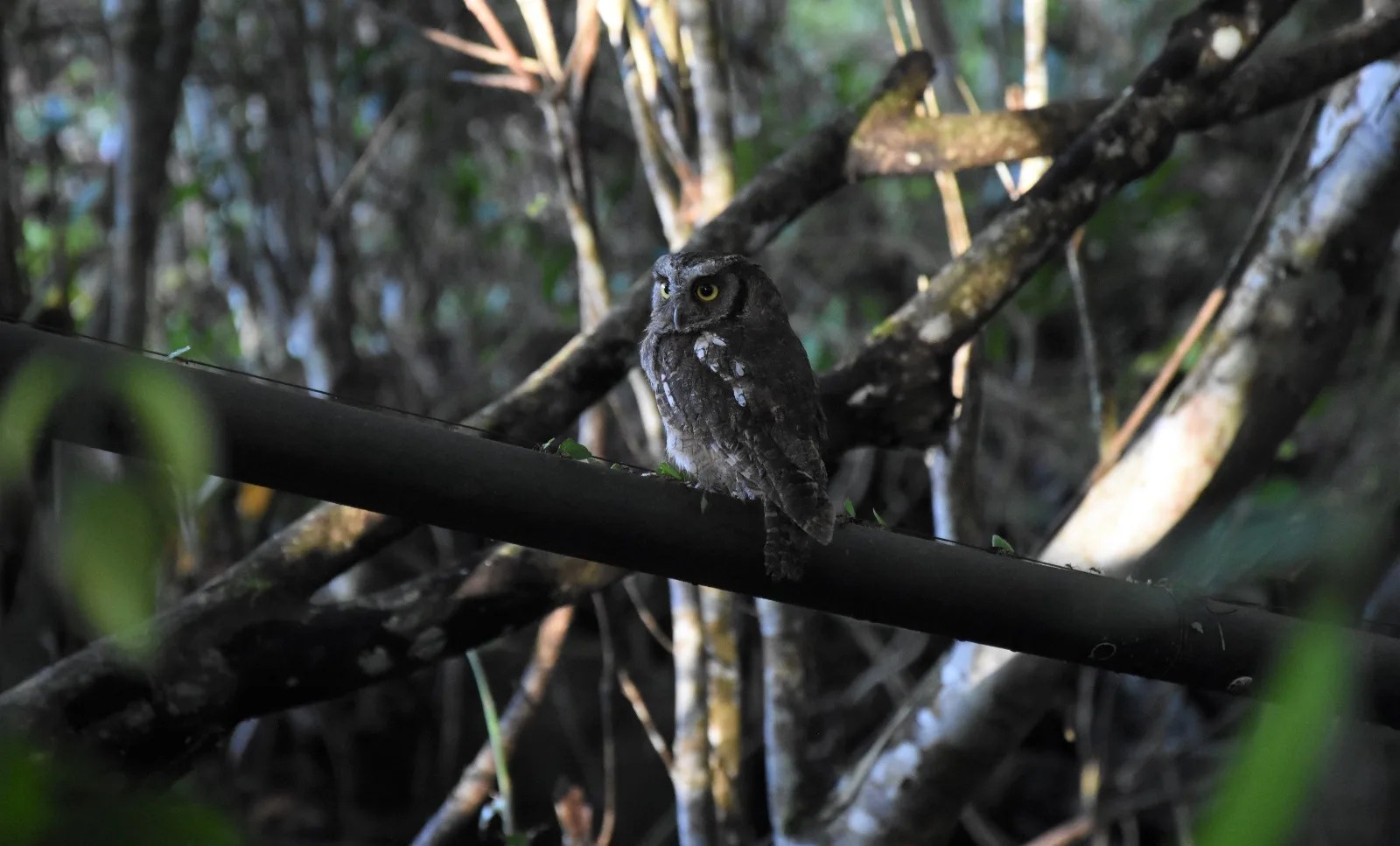 13 wild animals were released in Huila Breaking Latest News