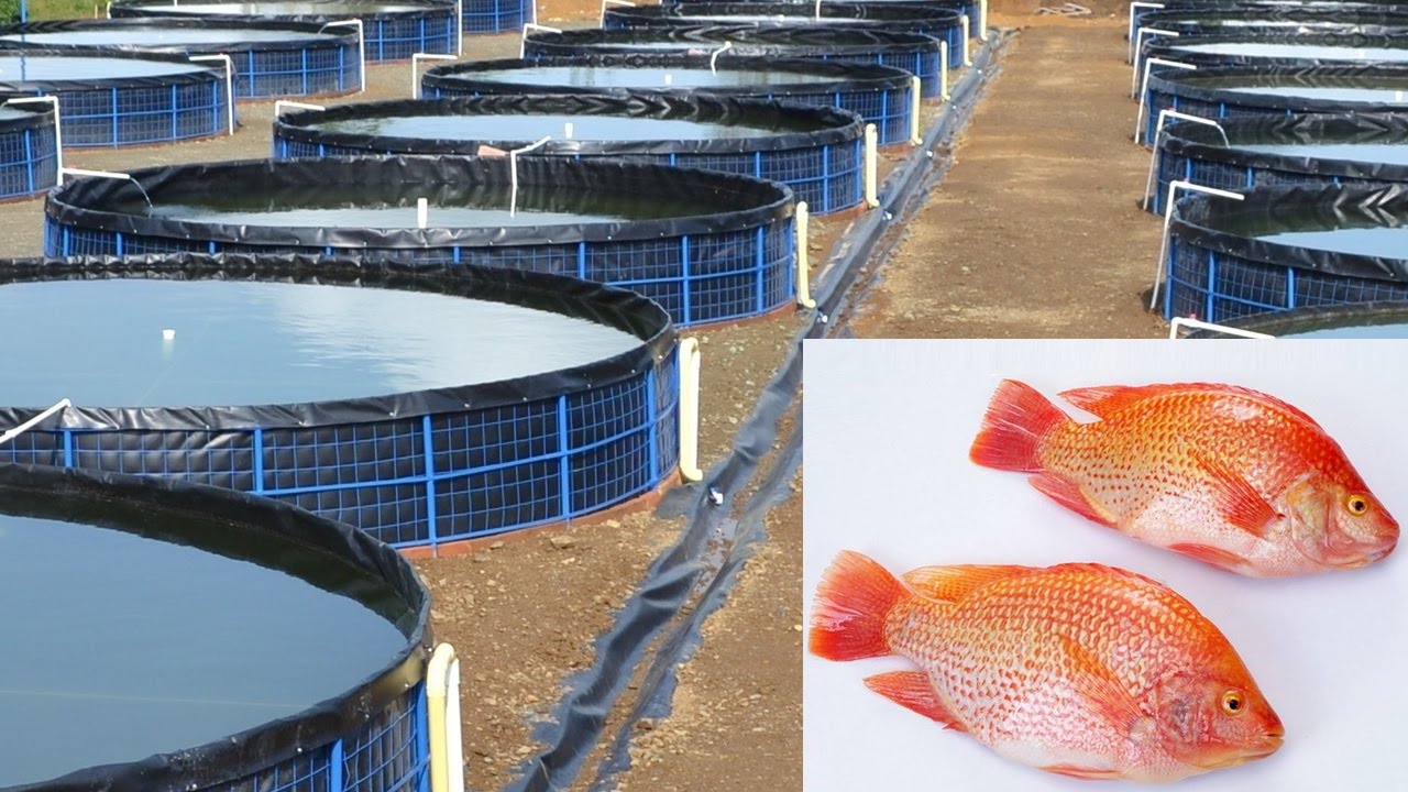 Cultivo de tilapia beneficia a más de 100 familias DIARIO ROATÁN