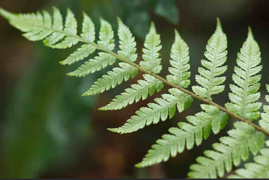 These Are 9 Trees With Fernlike Leaves [Pictures & Details]