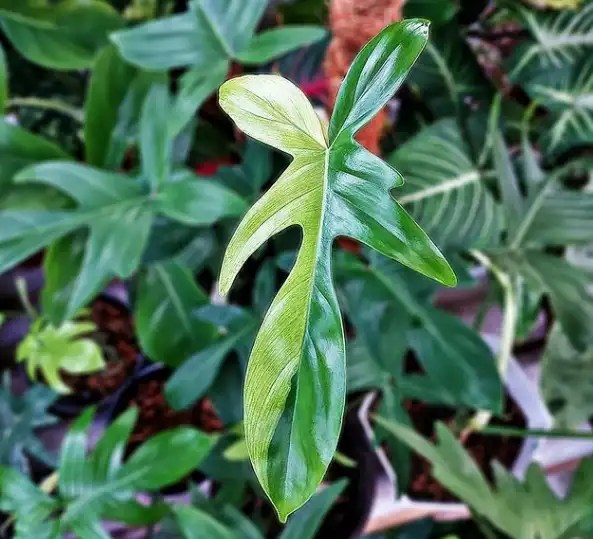 Philodendron Florida Beauty Vs Florida Ghost [Differences