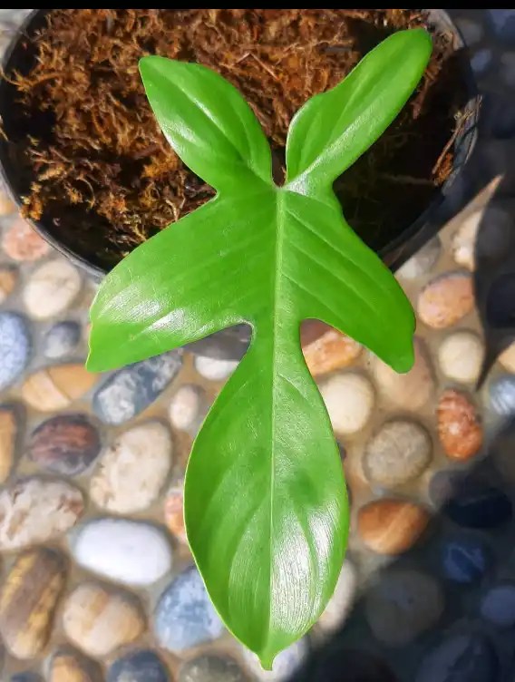 Philodendron Florida Beauty Vs Florida Ghost [Differences