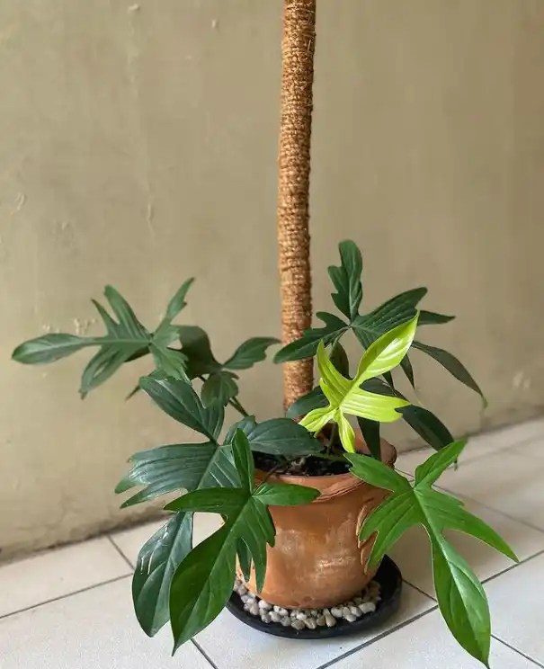 Philodendron Florida Beauty Vs Florida Ghost [Differences