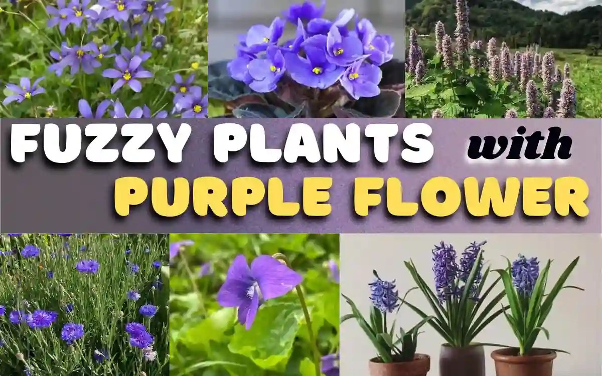 These Are 11 Fuzzy Plants With Purple Flowers[with Pictures]