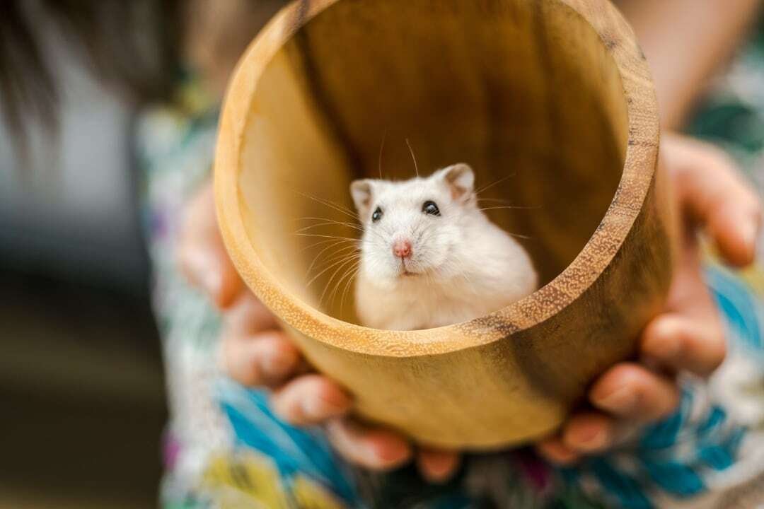 Hamsters uit Nederland mogelijk verantwoordelijk voor coronauitbraak