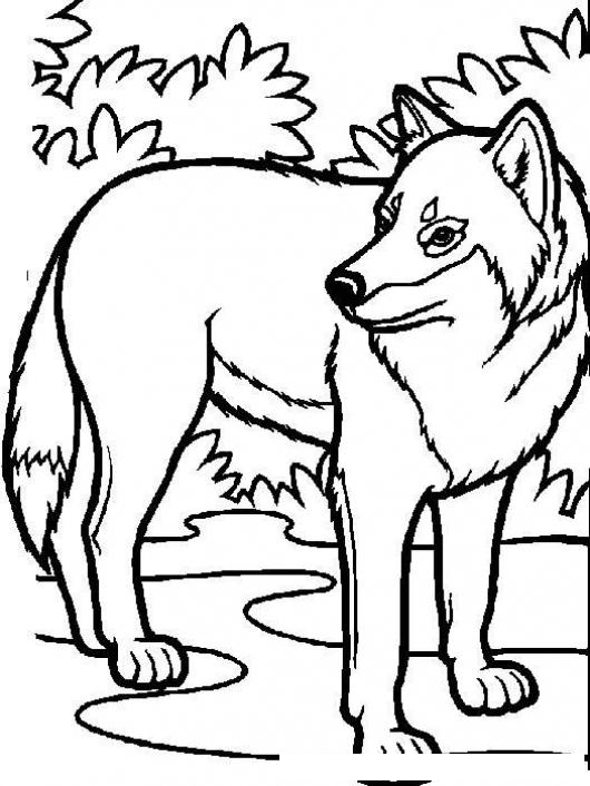 Dibujo De Lobo Para Pintar Y Colorear Colorear Dibujos Varios Dibujo De Lobo Para Pintar Y Colorear Dibujosa Com