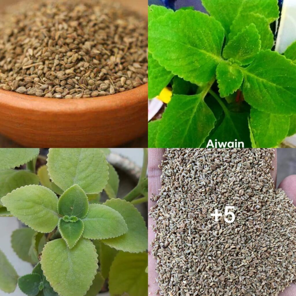 6 Amazing Health Benefits of Ajwain