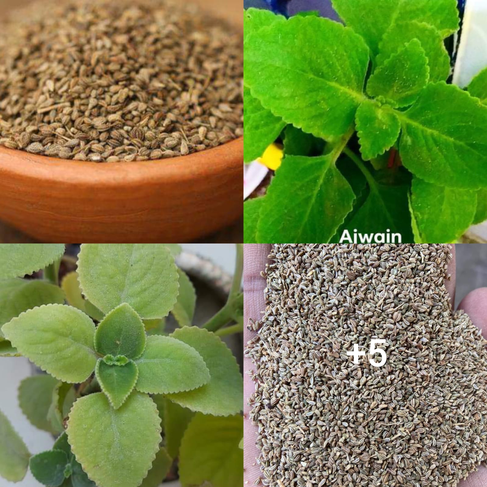 6 Amazing Health Benefits of Ajwain