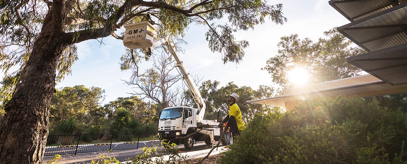 Tree Services Perth Grass Tree Removal Perth Dickies Tree Service