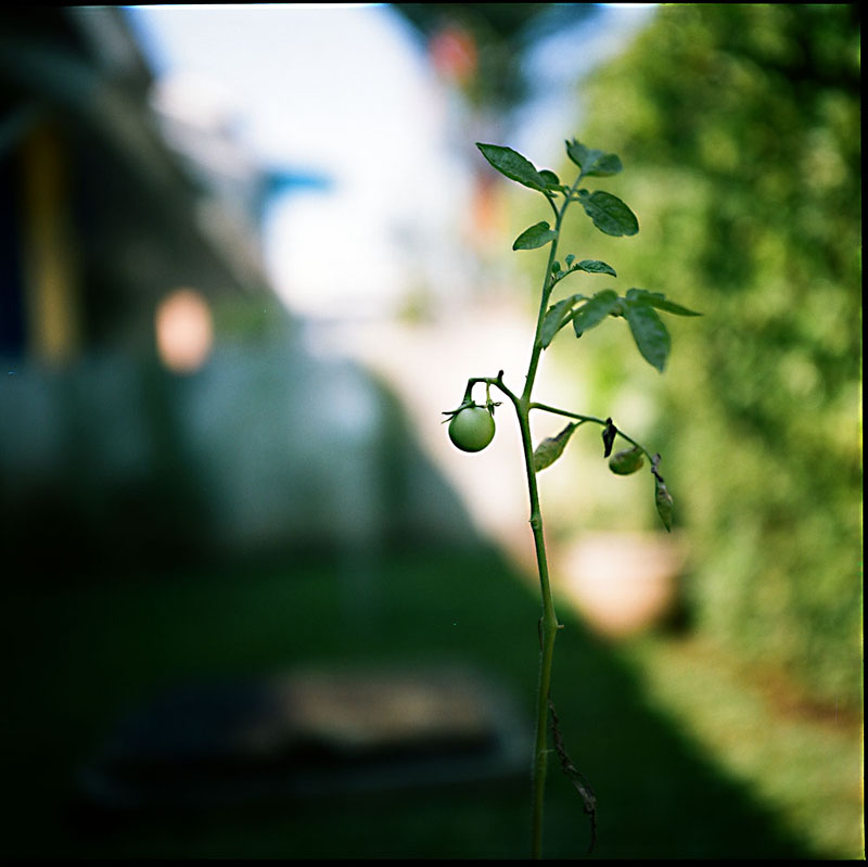 Photo of squirrel scat from tomato plants how many calories in a