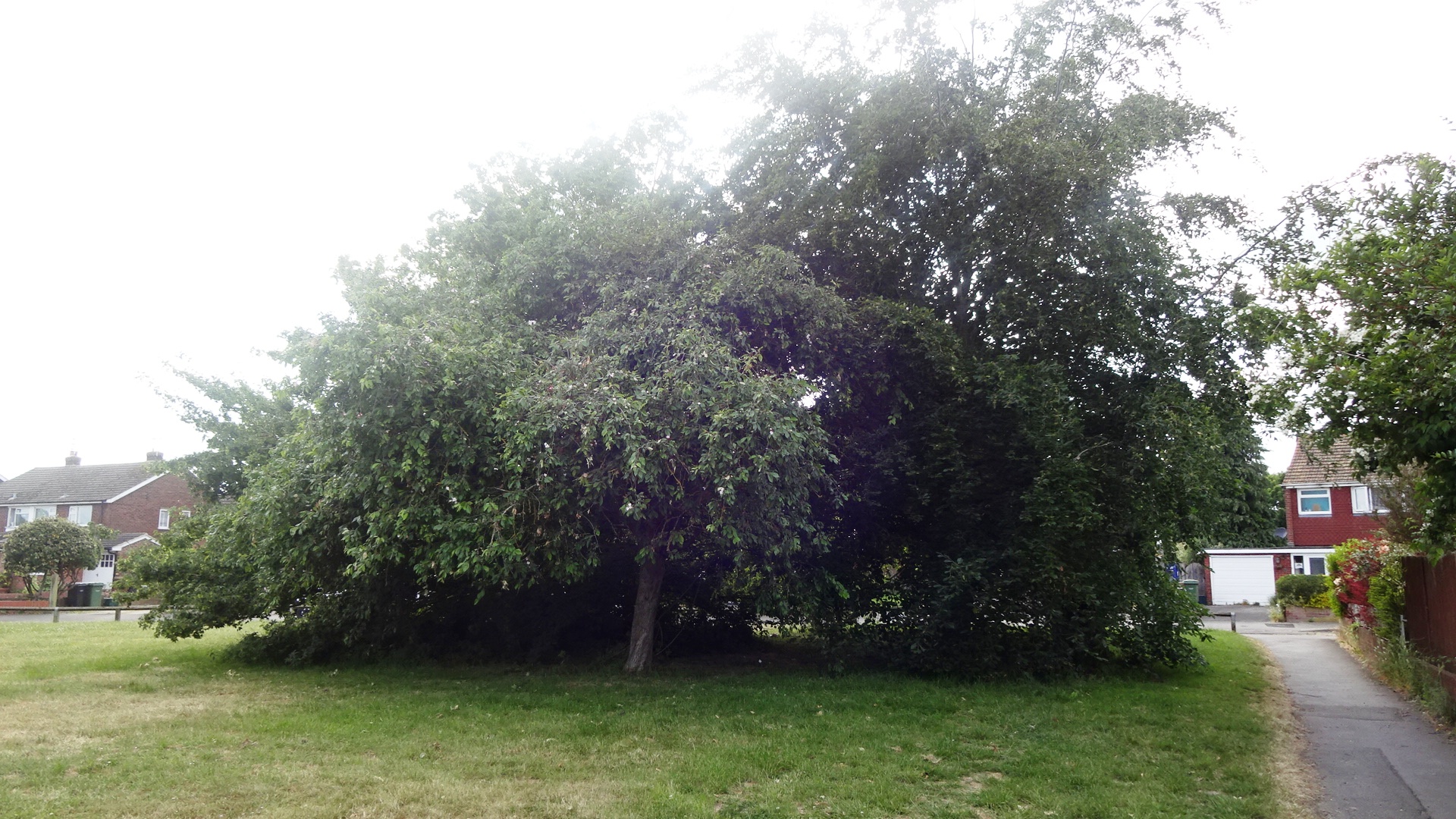 Didcot trees All Saints, Broadway