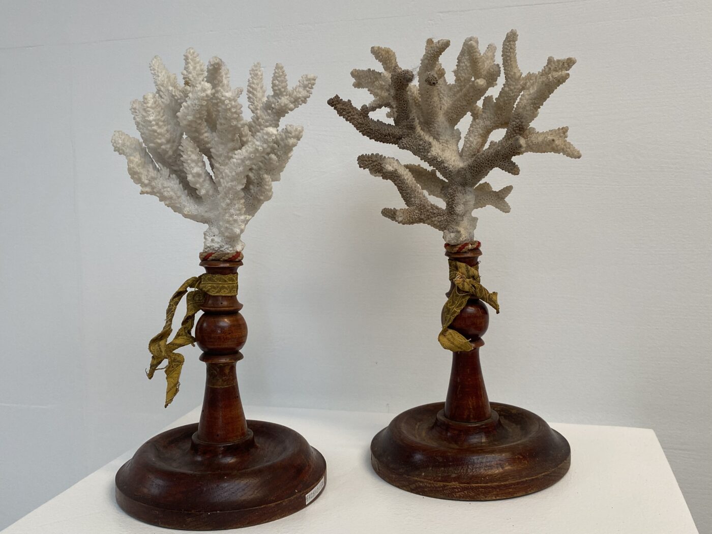 Antique Sea Corals on a Wooden Stand Didier Abbeloos