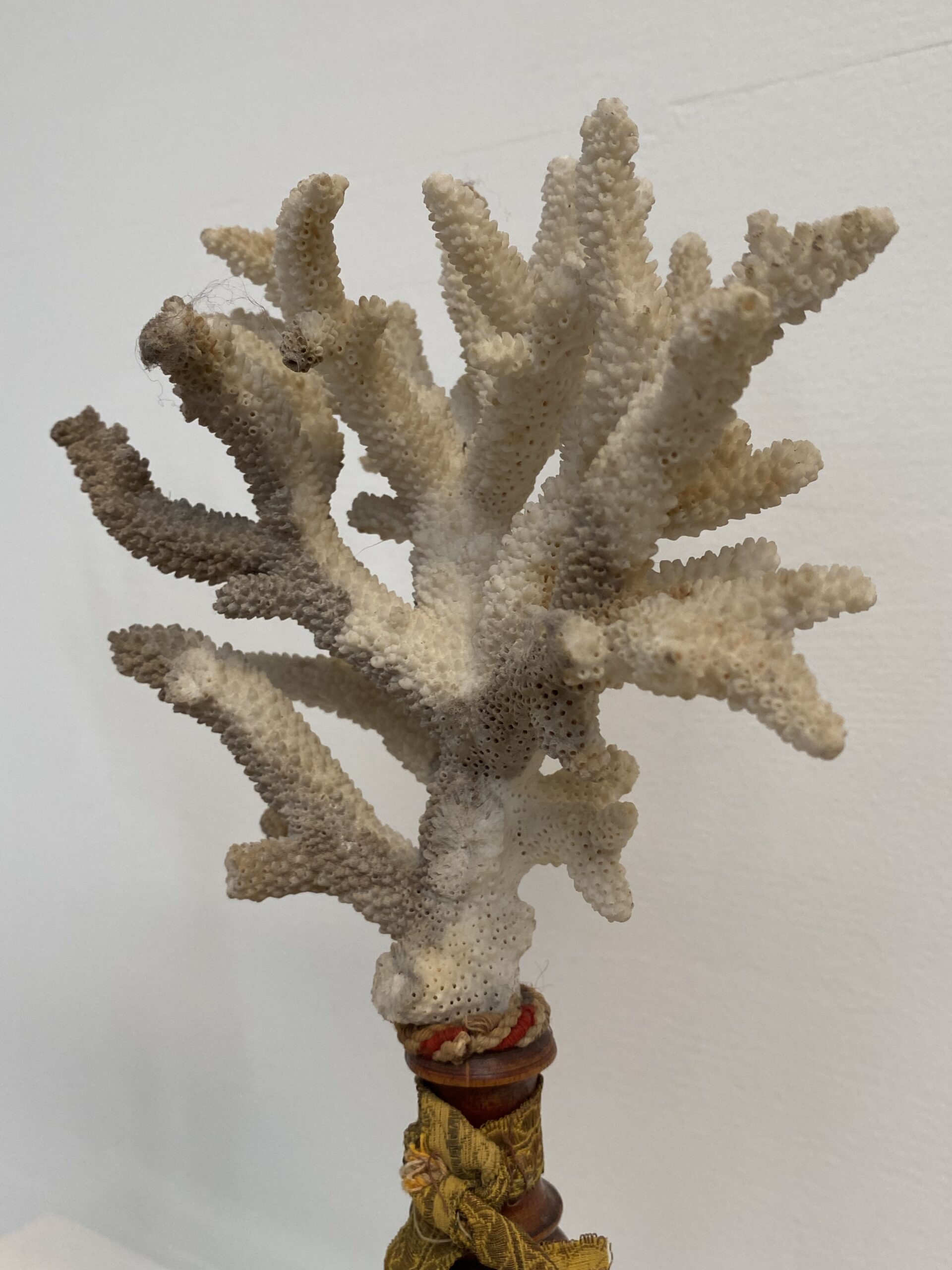 Antique Sea Corals on a Wooden Stand Didier Abbeloos