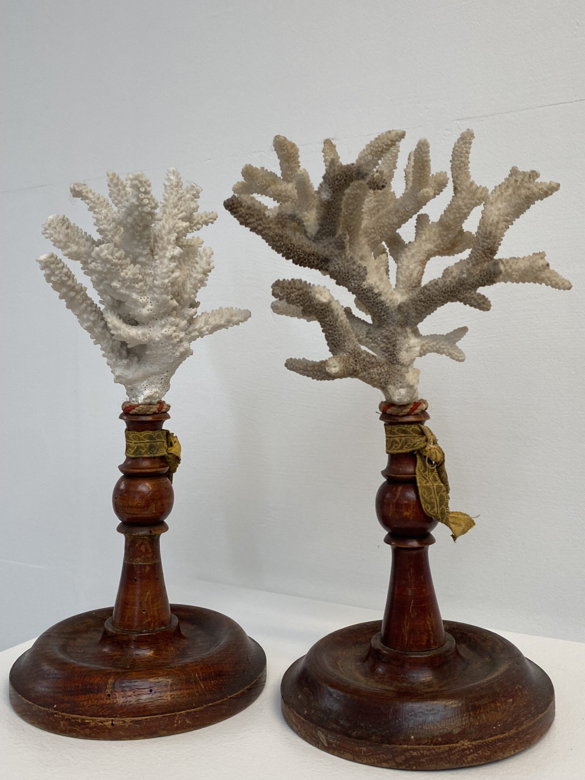 Antique Sea Corals on a Wooden Stand Didier Abbeloos