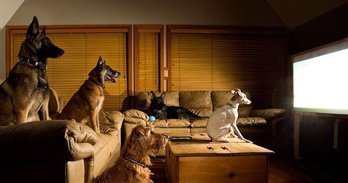 Why Does Your Dog Watch TV?