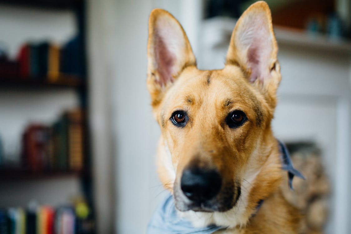 How to Care for Your Dog’s Ears Did You Know Pets