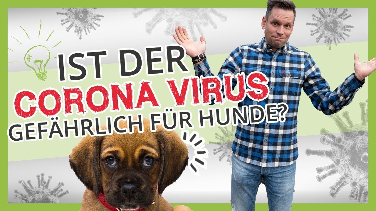 Coronavirus gefährlich für Hunde? Kann ich mich über Hunde