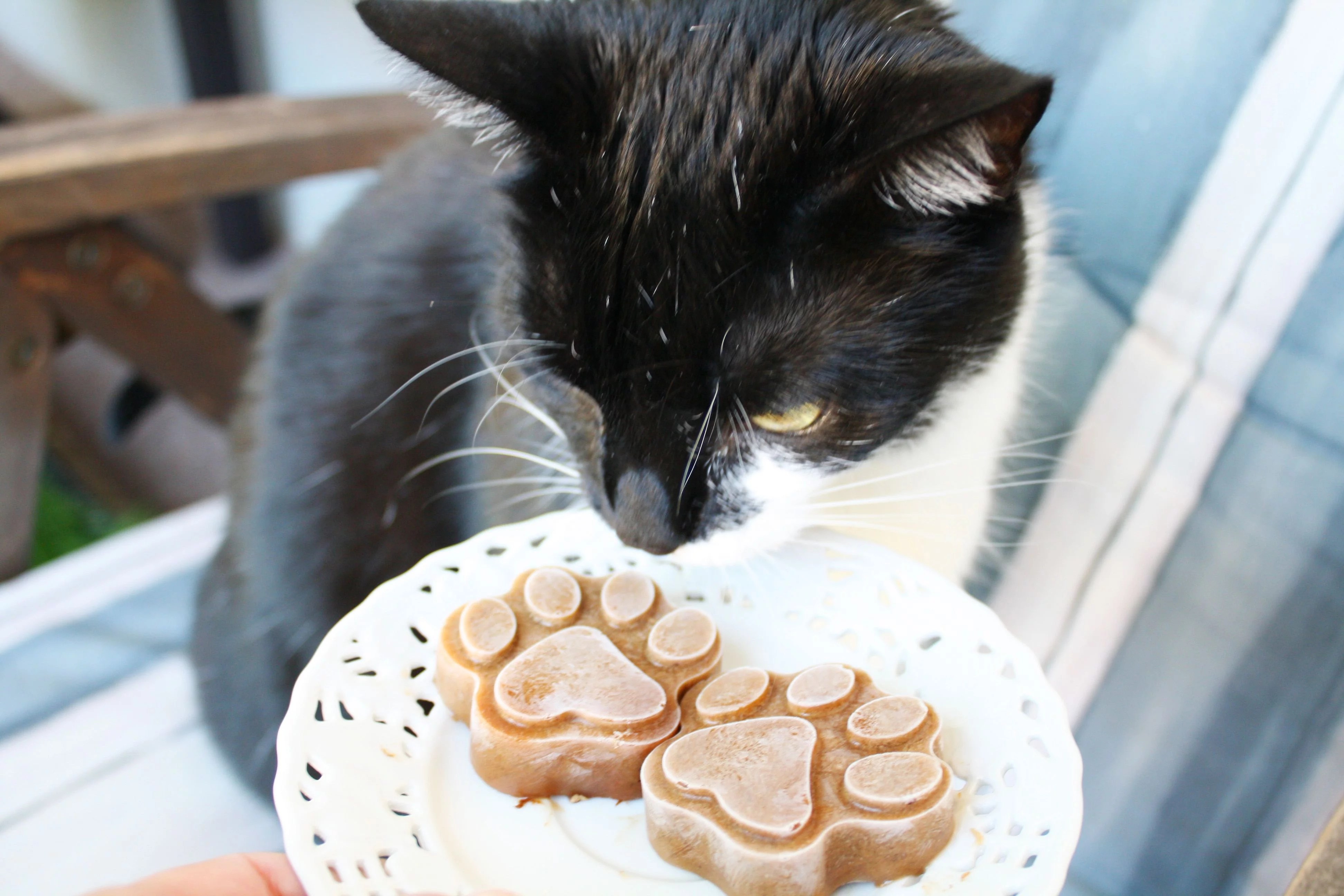 Mögen Katzen Eis? Gibt es Katzeneis, und isst eine Katze Eis? petGelato