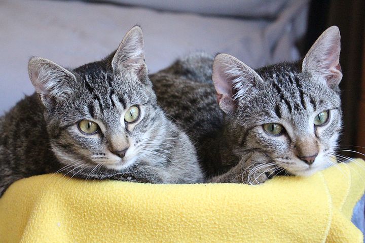 Katze Einzelhaltung Sind Katzen Einzelgänger?