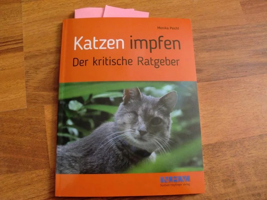 Katzen impfen Welche Impfungen für Katzen sind sinnvoll