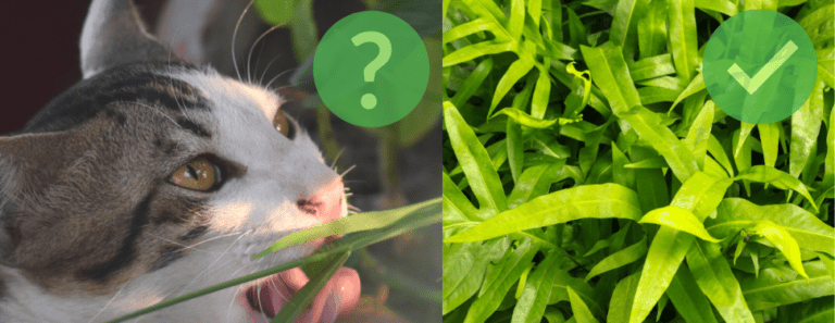 Zimmerpflanzen und Katzen das sind die DO’s und DONT's Die moderne