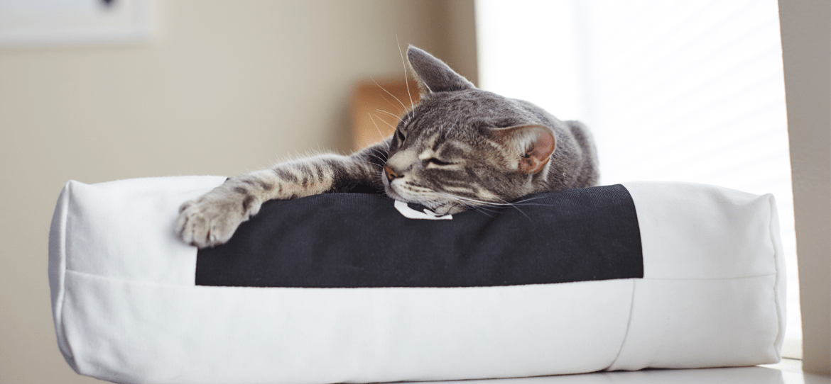 Rechteckiges Katzenkissen PADI Die moderne Katze