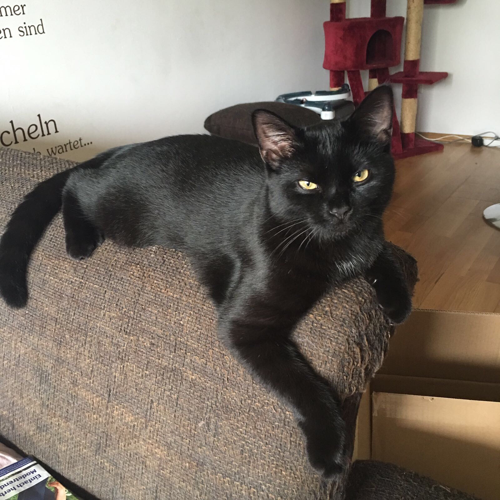 Unsere Katzen Die NeuSchröders