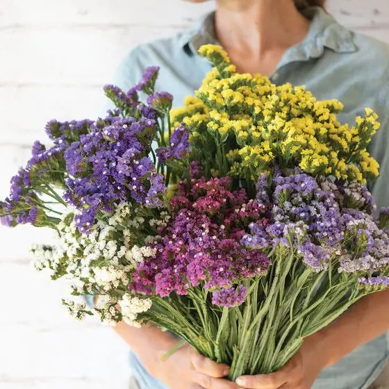 Hoa salem ý nghĩa hoa salem, hướng dẫn cách làm hoa salem khô