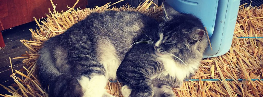 Kat In De Winter Buiten Laten → Dierencompleet.nl