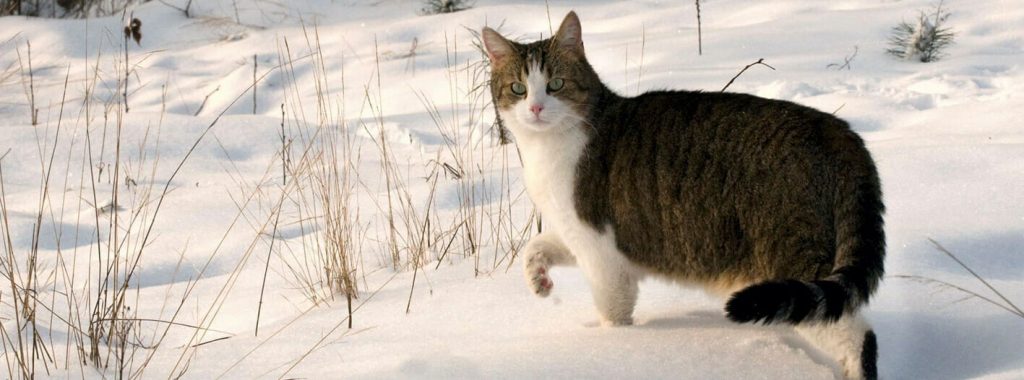 Kat In De Winter Buiten Laten → Dierencompleet.nl