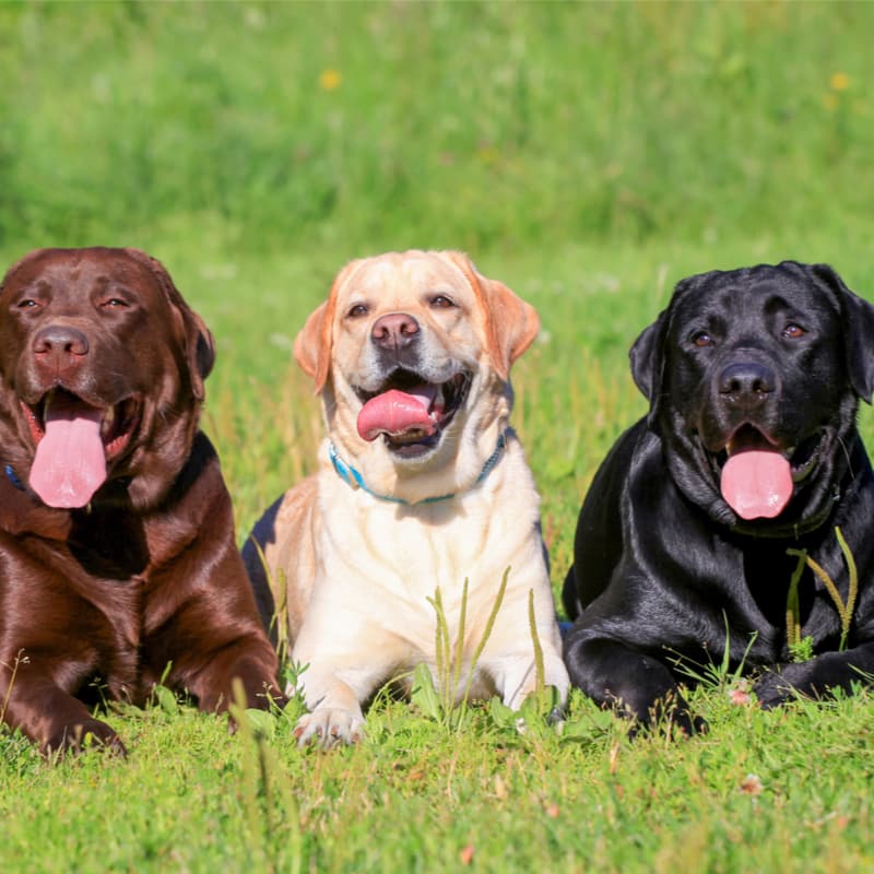 Labrador Retriever DierenWiki