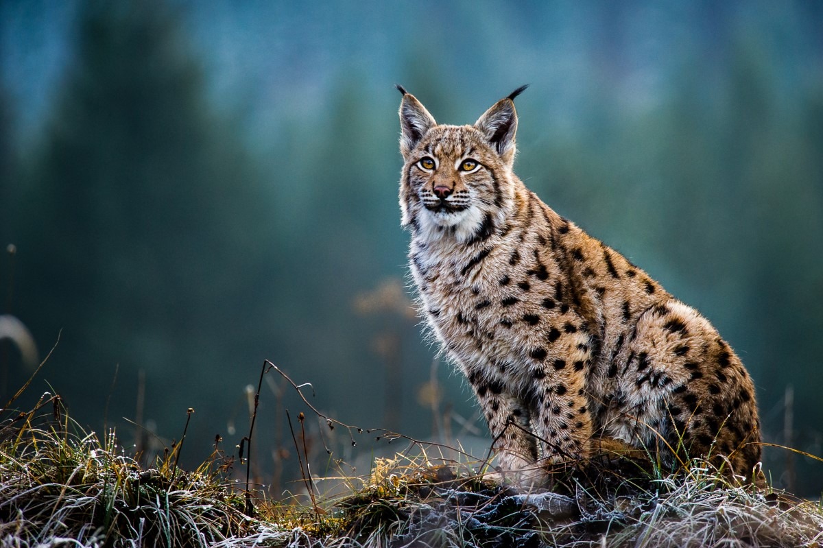 Lynx: Geslacht Van 4 Middelgrote Wilde Katten - Diersoorten