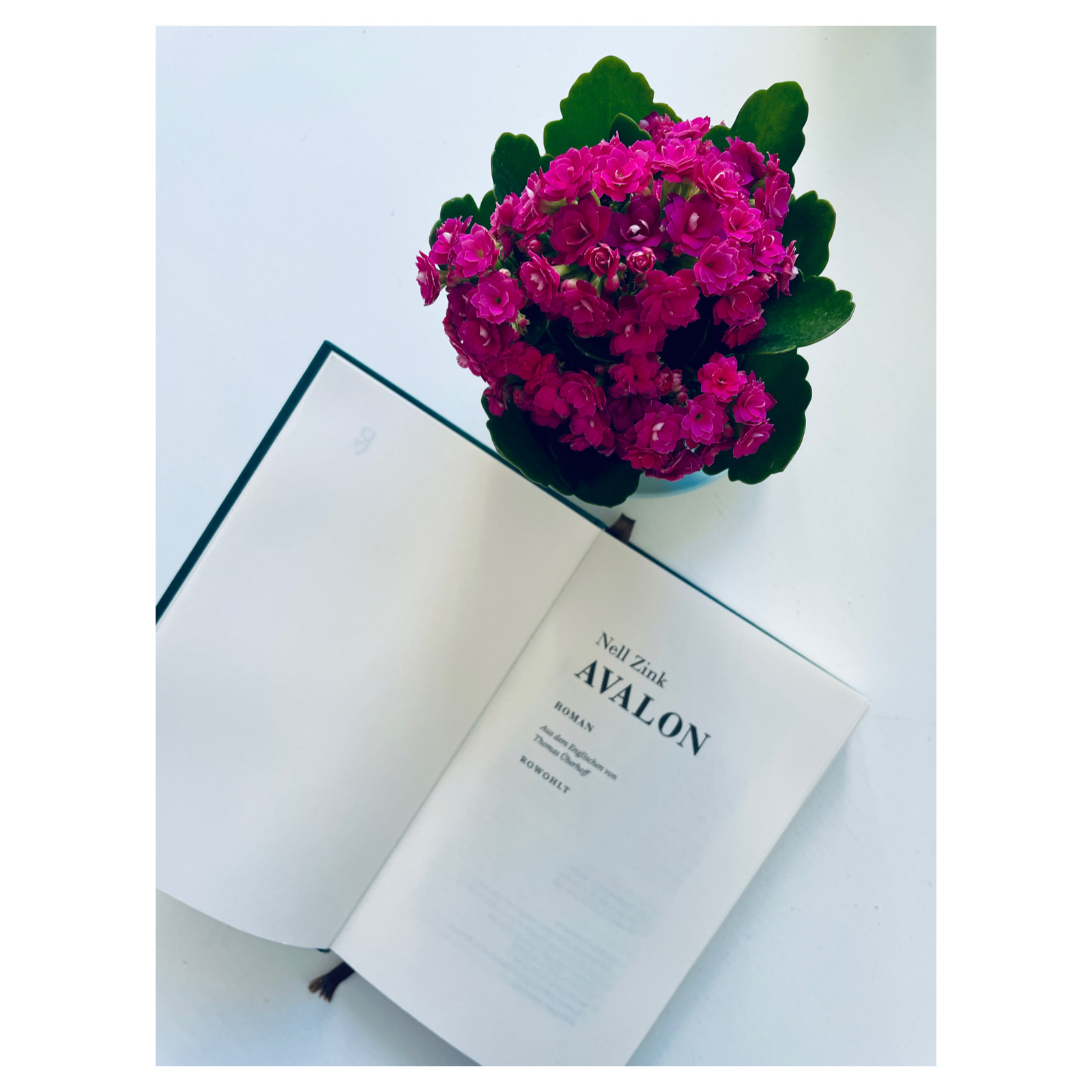 Buchkritik "Avalon" von Nell Zink mit Humor & sperrigen Abschnitten