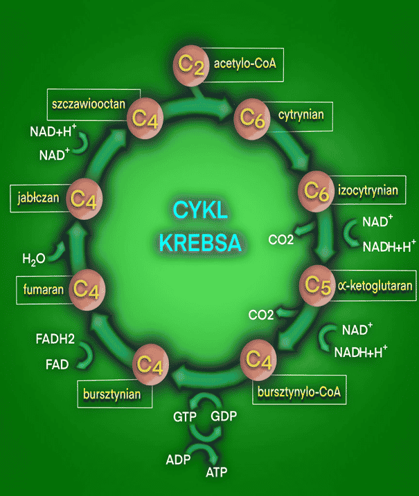 Cykl Krebsa. Na czym polega i jakie ma znaczenie w metabolizmie?