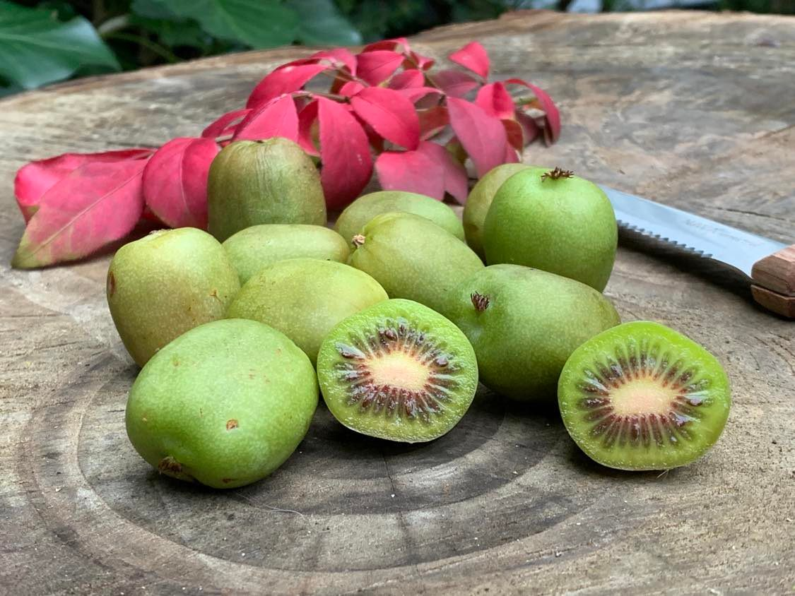 Przepisy z minikiwi w roli głównej. Jak wykorzystać ten owoc?