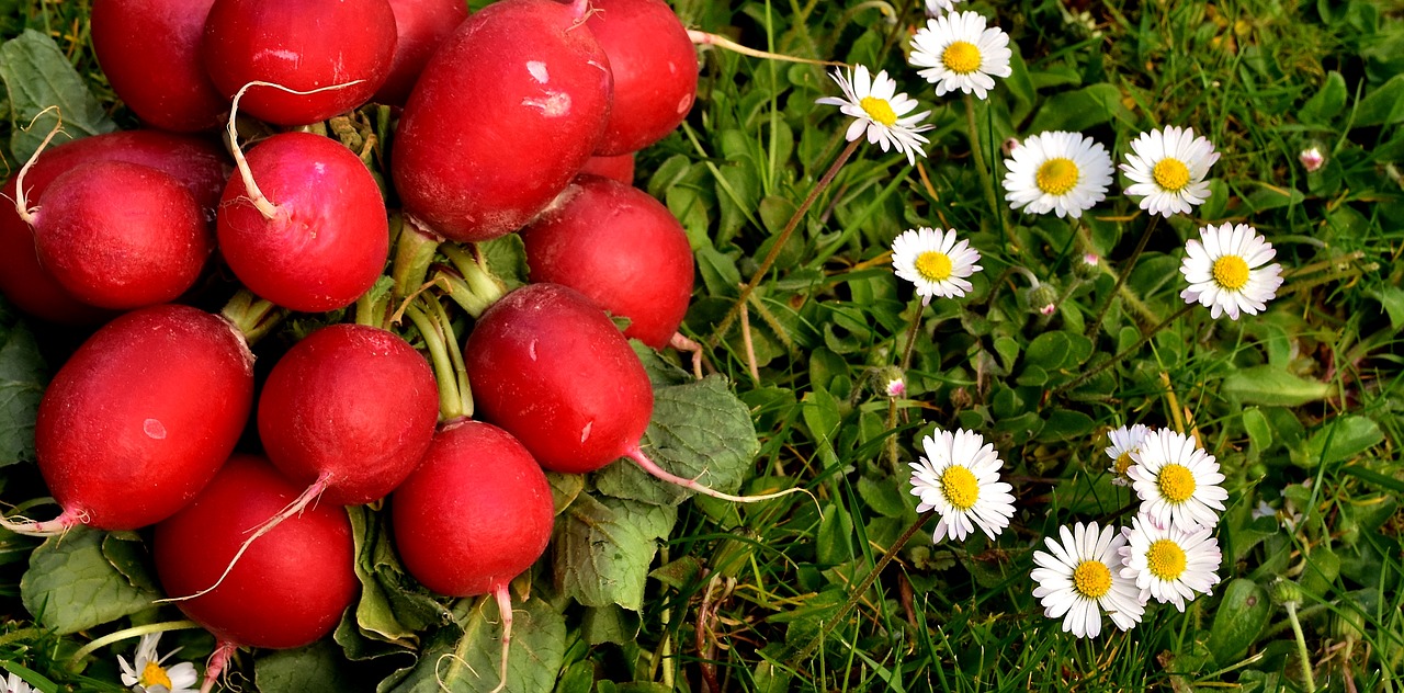 10 Health Benefits of Radishes