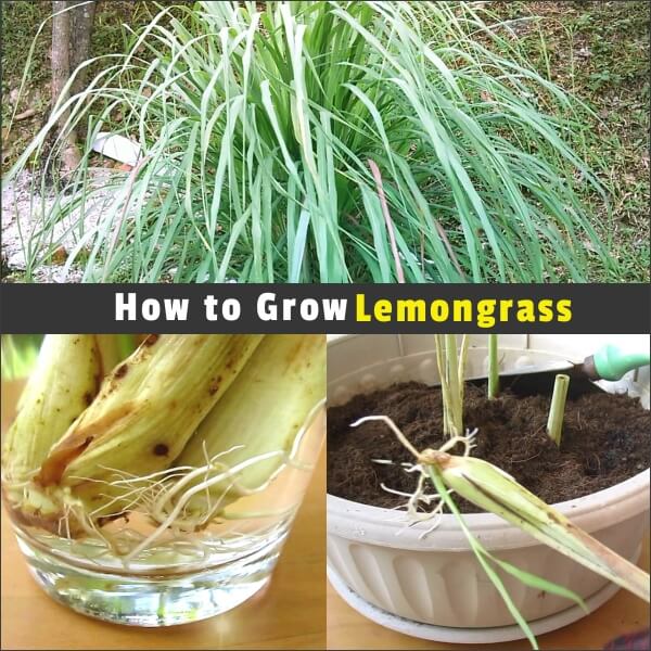 How to Propagating and Growing Lemongrass from StoreBought Stalks