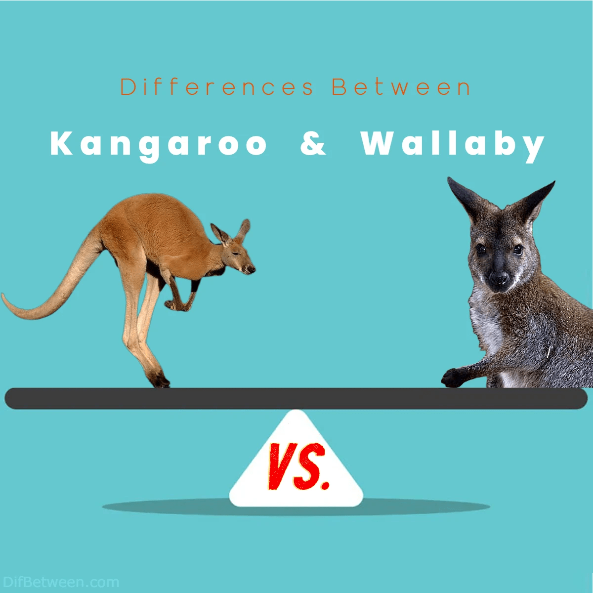 Kangaroo vs Wallaby Key Differences and Contrasts