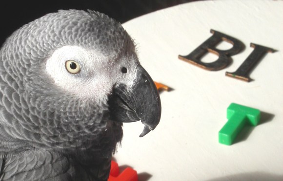 Wait, what? Alex, the parrot with a little human brain Diff