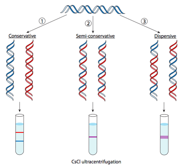 ¿Por qué se describe la replicación del ADN como semiconservativo