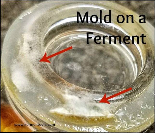 mold vs yeast fermentation Differbetween