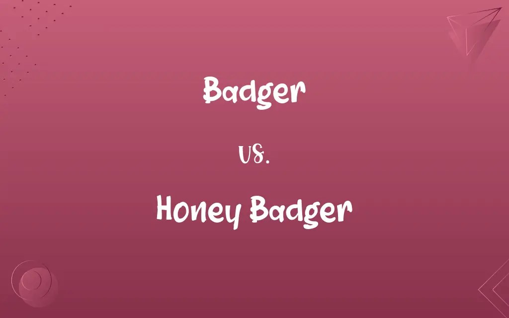 Badger vs. Honey Badger Know the Difference