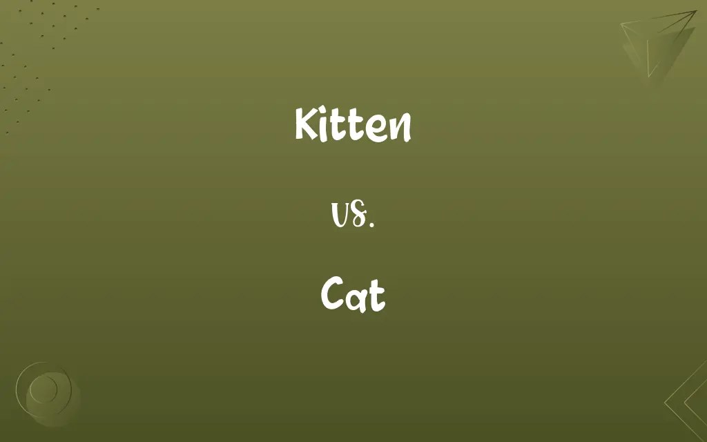 Kitten vs. Cat Know the Difference