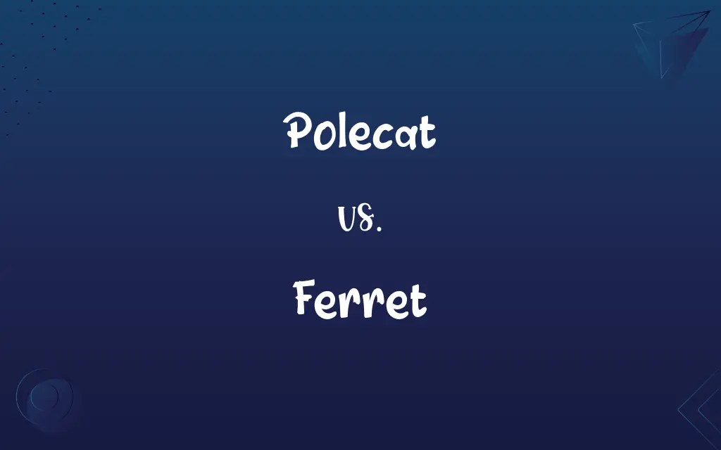 Polecat vs. Ferret Know the Difference