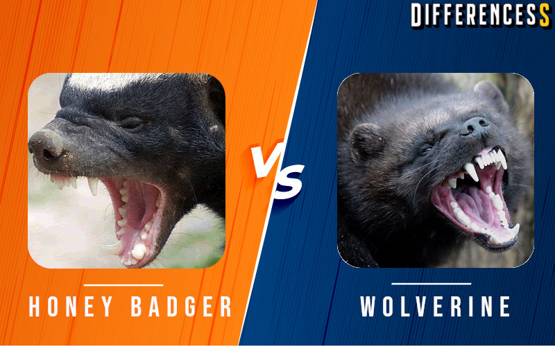 Wolverine Vs Honey Badger Differences And Comparison » Differencess