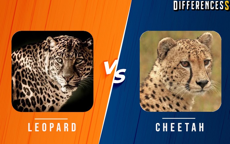 Leopard Vs Cheetah Differences And Comparison » Differencess