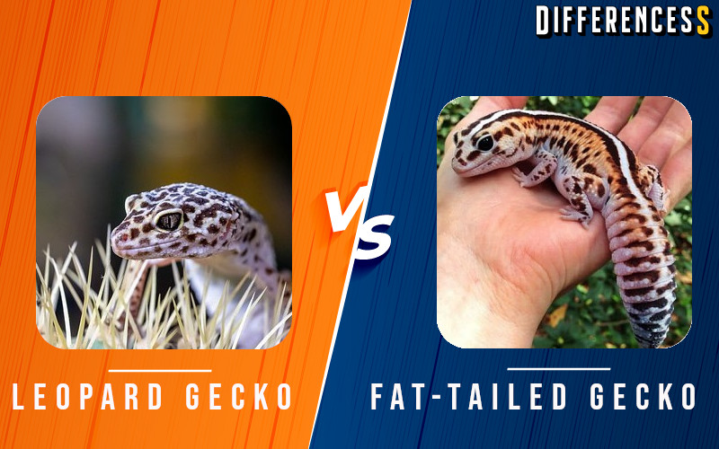Leopard Gecko Vs African Fat Tail Gecko Comparison » Differencess