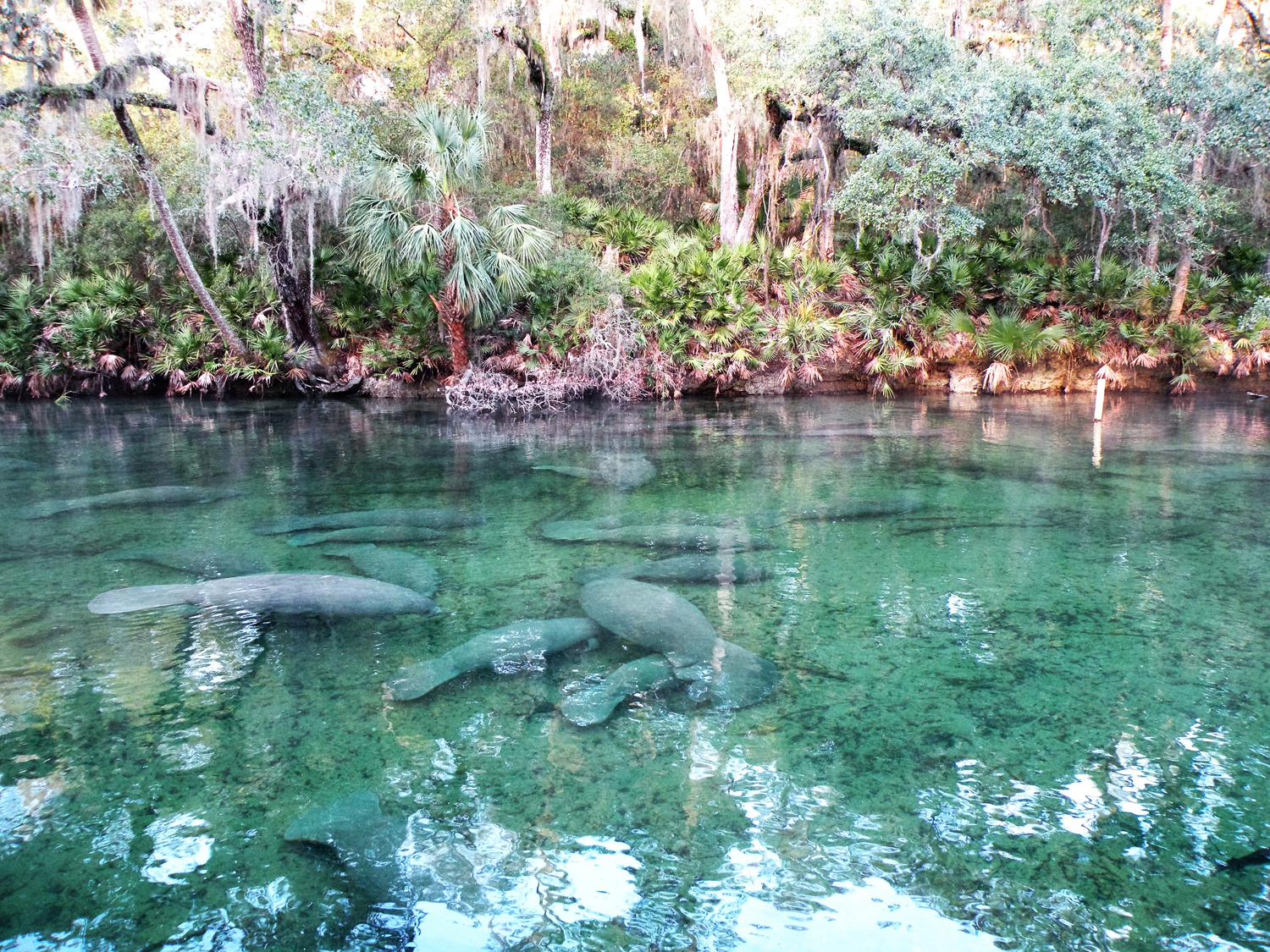 Encounter the Gentle Giant Manatees at Blue Springs State Park Different Adventures