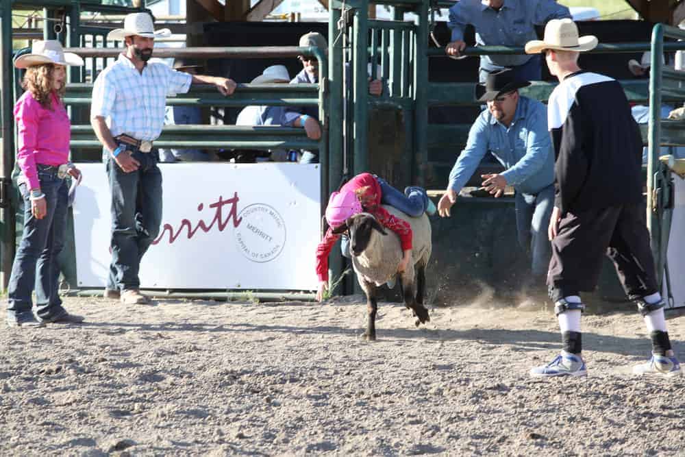 Guide to Mutton Busting A Unique Sheep Riding Hobby Different Hobbies
