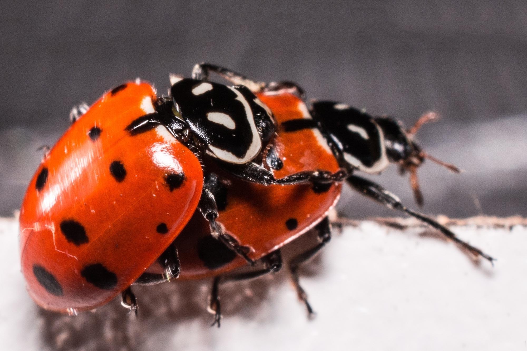 Top 3 Strange Animal Mating Rituals DifferentWho