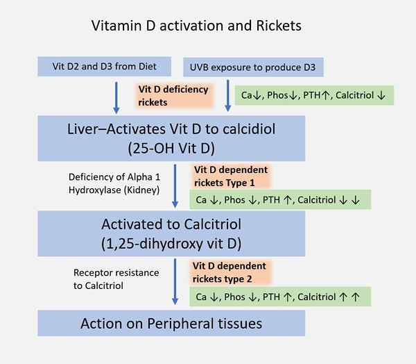 Diferencia entre la vitamina D2 y D3 Diffexpert